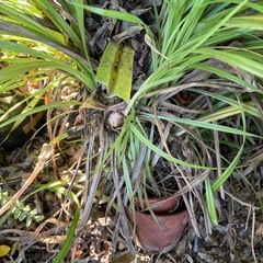 タコノキの画像