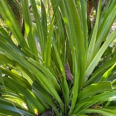 タコノキの画像