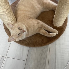 ミルクティー色の茶トラちゃん