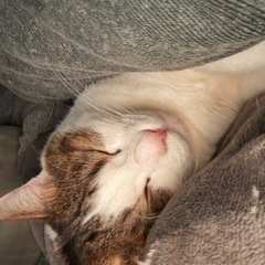 配送ドライバー募集‼️月収80万円の方在籍の画像