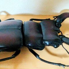 ノコギリクワガタ　MEGA　昆虫　フィギュア　BIG　大きい　特大　の画像