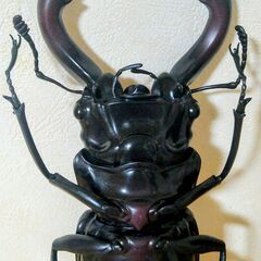 ノコギリクワガタ　MEGA　昆虫　フィギュア　BIG　大きい　特大　の画像