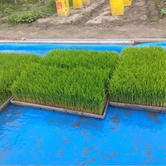 令和7年度産　米　新米　
あいちのかおり　の画像