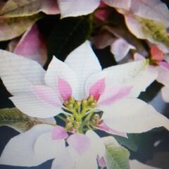 Merry  christmas to you プリンセチアの画像