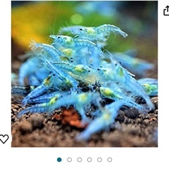 ブルーベルベットシュリンプ　10匹の画像