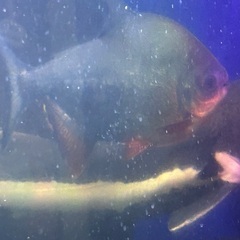 レッドコロソマの画像