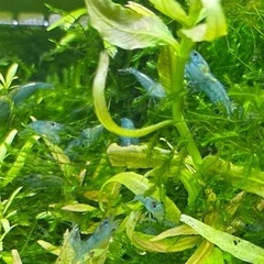 ブルーベルベットシュリンプ　10匹の画像