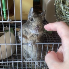 可愛いデグーの女の子