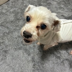 マルチーズ系MIX