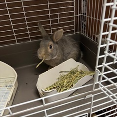 ウサギさんの里親募集