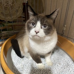 ラグドール系ミックス　里親募集