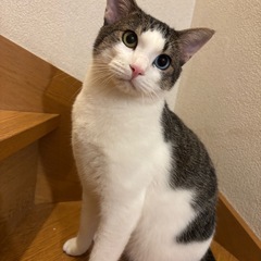 推定1歳6ヶ月＊瞳が綺麗 甘えん坊で活発な猫