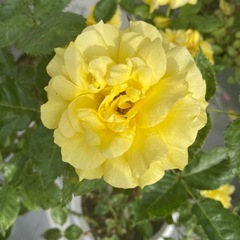 バラ苗🌹フリージアの画像