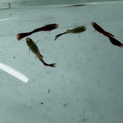 (国産グッピー)『フルレッド ノーマル』 1ペア の画像