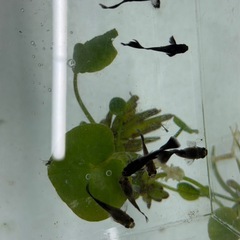 (国産グッピー)『フルブラック』 1ペア の画像