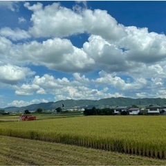 コシヒカリ　自家栽培米の画像