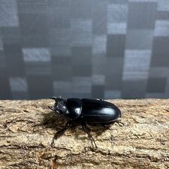 アンタエウスオオクワガタ幼虫　クワガタ　カブトムシの画像