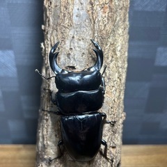 アンタエウスオオクワガタ幼虫　クワガタ　カブトムシの画像