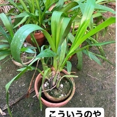 オンシジュームお気軽に(^^)の画像