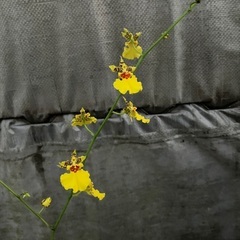 オンシジュームお気軽に(^^)の画像