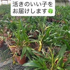 オンシジュームお気軽に(^^)の画像