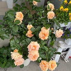 バラ苗🌹フレグラントアプリコットの画像