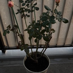 バラ苗🌹フレグラントアプリコットの画像