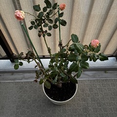 バラ苗🌹フレグラントアプリコットの画像