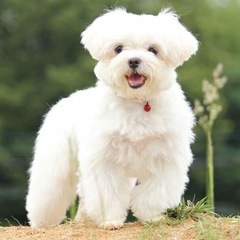 しつけ教室？探しています🐶