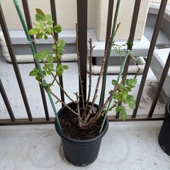 バラ苗🌹センチメンタルの画像