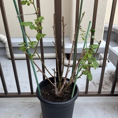 バラ苗🌹センチメンタルの画像