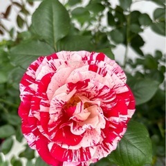 バラ苗🌹センチメンタルの画像