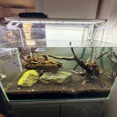 60cm飼育セット(早い方は1万円で)の画像