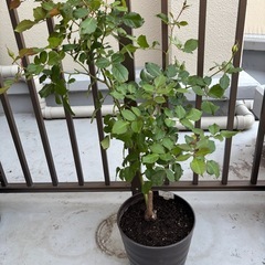 バラ苗🌹マーガレットメリルの画像