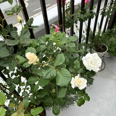 バラ苗🌹マーガレットメリルの画像