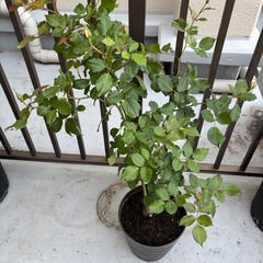 バラ苗🌹マーガレットメリルの画像