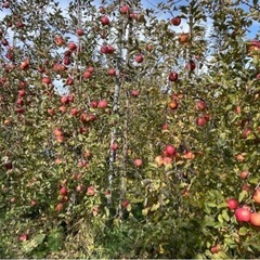 りんご 各種 発送対応 お問い合わせください。の画像