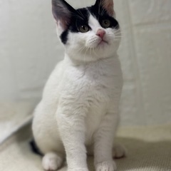 人馴れしているやんちゃで元気な女の子🌸