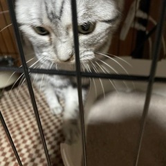 65歳迄の方，単身者相談可能　アメショー