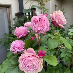 バラ苗🌹シャンテロゼミサトの画像