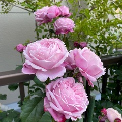 バラ苗🌹シャンテロゼミサトの画像