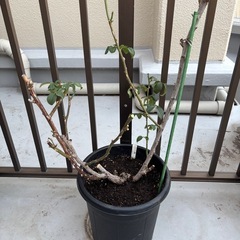 バラ苗🌹シャンテロゼミサトの画像