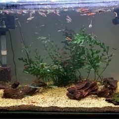 グッピーエンドラーズの画像