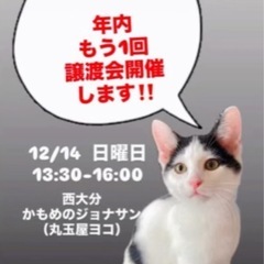 🌸🐈にゃんこの譲渡会🐈‍⬛🌸