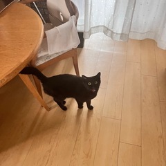 クロネコ（一枚目は兄弟の写真、2枚めになります）