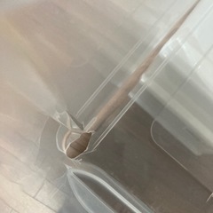 ニトリ 衣装ケース 2個の画像