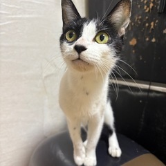 猫　里親募集