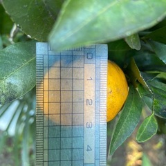 今だけ値引き　無農薬　ふくれ（福来）みかん　10個の画像