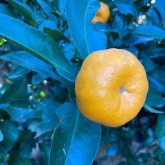 今だけ値引き　無農薬　ふくれ（福来）みかん　10個の画像