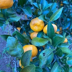 今だけ値引き　無農薬　ふくれ（福来）みかん　10個の画像